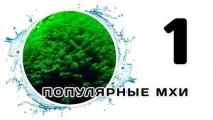 Акваріумні мохи води