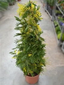 Акація кімнатна фото світла