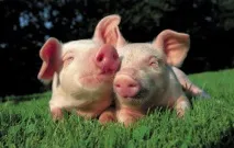 Свиня, характеристика та продуктивність свині свиня