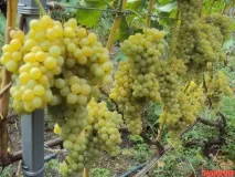 Топ-6 найкращих сортів кишмишів найкращих