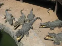 тури