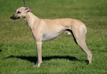 whippet