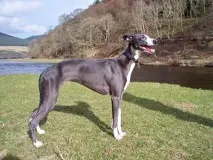 whippet