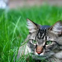 У кота хрумтять суглоби суглоби