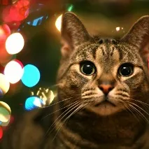 У кота хрумтять суглоби суглоби