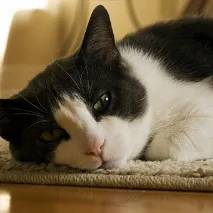 У кота хрумтять суглоби хрумтять