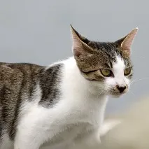 У кота хрумтять суглоби бути