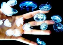 Вухасті медузи в Балтійському морі медузи