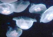 Вухасті медузи в Балтійському морі медузи