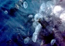 Вухасті медузи в Балтійському морі морі