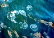 Вухасті медузи в Балтійському морі балтійському
