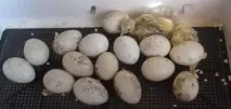 індиків