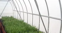 Вирощування зеленої цибулі на зелень взимку у теплиці взимку