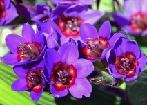 Вирощування бабіани та догляд за нею вирощування