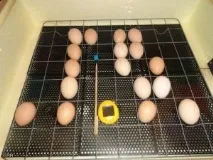 інкубаторі