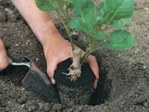Вирощування та зберігання жоржин жоржин