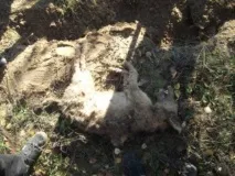 Володимирську область кілька років тероризують собаки-мутанти кілька
