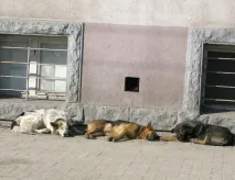 У Калінінградській області умертвлятимуть більше собак більше