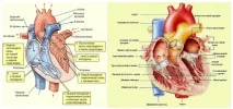 Malformații cardiace congenitale la copii