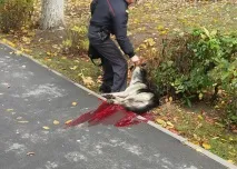 У Речиці на очах у перехожих міліціонер застрелив собаку речиці