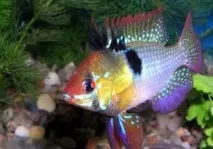 Apistogramma