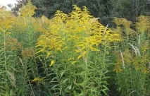 goldenrod