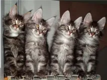 Зір кішок кішок