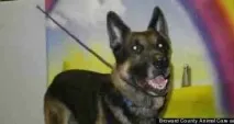 10 зворушливих історій про собачу відданість - Жіночі таємниці таємниці