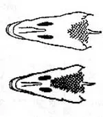 Altolamprologus calvus (Poll 1978) 1978