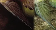 Altolamprologus calvus (Poll 1978) poll