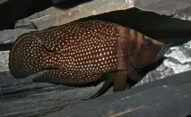 altolamprologus