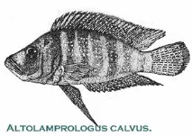 Altolamprologus calvus (Poll 1978) altolamprologus
