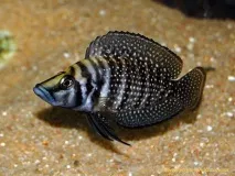 altolamprologus