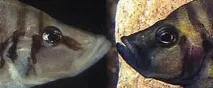 Altolamprologus calvus (Poll 1978) 1978