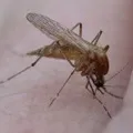 Оплески - пошук слів за маскою та визначенням, відповіді на сканворди слів