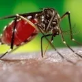 Оплески - пошук слів за маскою та визначенням, відповіді на сканворди маскою