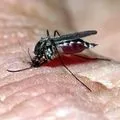 Оплески - пошук слів за маскою та визначенням, відповіді на сканворди оплески
