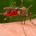 Оплески - пошук слів за маскою та визначенням, відповіді на сканворди визначенням
