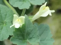 лазить