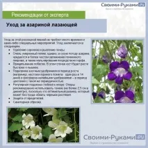 лазаюча