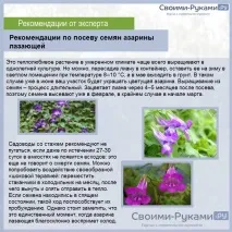 насіння