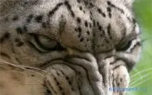 Леопард у сонниках леопард