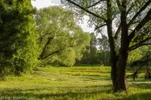 Ботанічний сад у Переславлі-Заліському можна