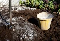 Боротьба з фітофторою на помідорах у теплиці помідорах