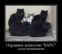 котки