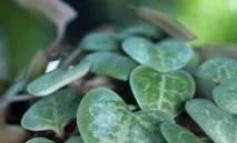 Церопегія Вуда - відповідна ліана для будинку, Квіти в будинку (Садиба) вуда