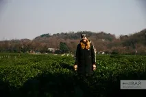 Чайні плантації Ханчжоу і чай Лун Цзін (Колодець Дракона), Давай Лаавай! Давай Лаавай, Подорожі чайні