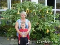 brugmansia