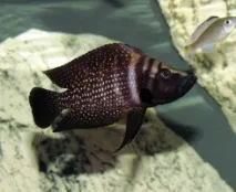 Цихліда Кальвус (Altolamprologus calvus) calvus