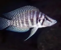 Цихліда Кальвус (Altolamprologus calvus) altolamprologus